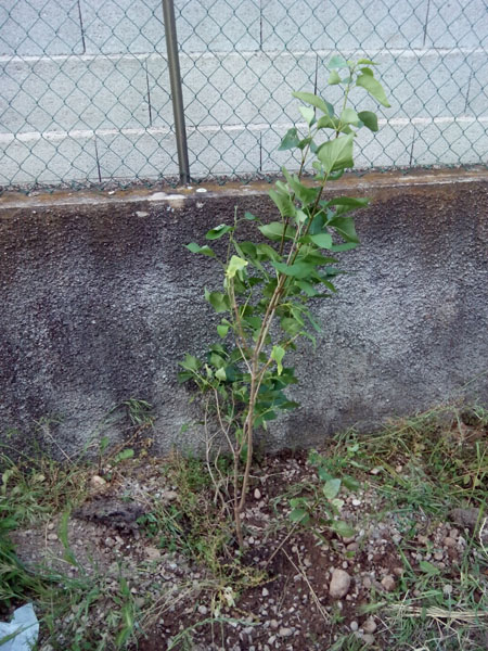 lilas replanté